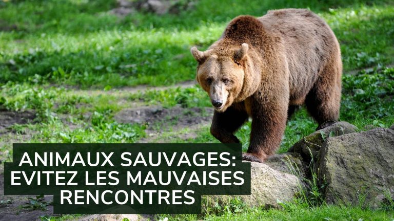 Animaux Sauvages : Conseils en cas de rencontre