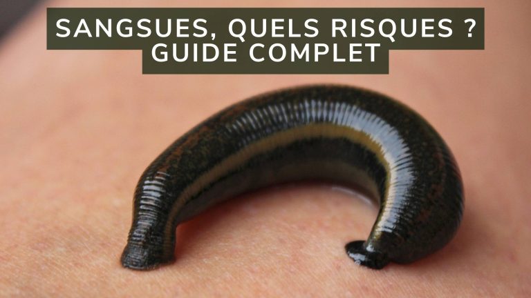Sangsues, Quels Risques ? Guide Complet